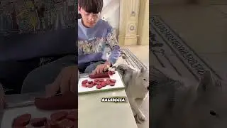 Questo cane furbo ha rubato di nascosto la salsiccia 😂🐶 #Divertente #Adorabile