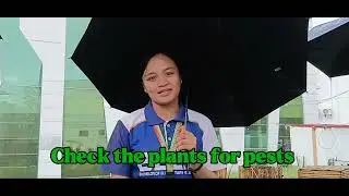 Plant Care Daily Routine 