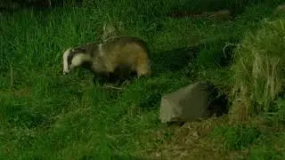 Haweswater Cam: Badger Rolls a Log