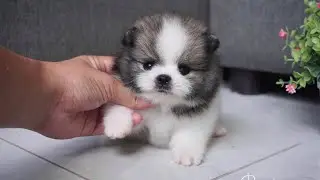 Exotic Color Teacup Pomeranian Puppy