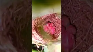 Ashy Prinia baby birds | beautiful birds | baby birds