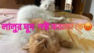 বাবু আর লালুর ভালোবাসা #cat #catlover