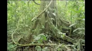 Amazon, River of Life by Michael fairchild.mov