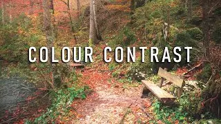 Colour contrast | Woodland photography