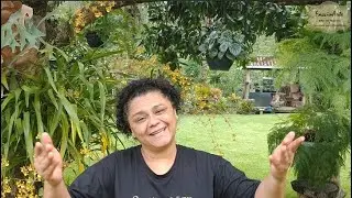 O CULTIVO DE ORQUÍDEAS DA TIA PENHA E OUTRAS LINDEZAS - CATTLEYAS - PRASTENS E SUCULENTAS