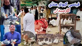 Fancy Birds Market Kallar Syedan | 7/7/2025 | Today Latest Update Fancy Pigeon Market Price
