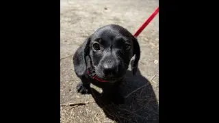 Baby Dachshund Puppy Limo Cutest Moments🥺🥺#wienerdog #newpuppy #dachshundpuppy #babynoises