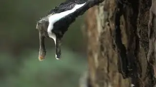 stock footage no copyright full hd-nature-white rubber tree sap droplets. bokeh background