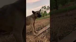 Hunting dogs🐕❤️#short