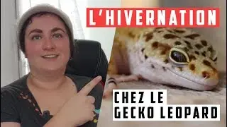Comment faire hiverner son gecko léopard?