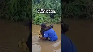He Hugged Him 3 Times &mdash; A Chimpanzee Remembers His Rescuer