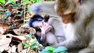 Baby monkey accidentally poke his own eyes