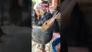 PRENJAK GACOR NGOTOT CARI LAWAN #prenjak #prenjakkepalamerah #prenjaktarung