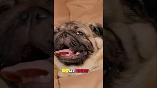 Pugs and Kids: Are Pugs Good With Children?