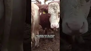 Cowfinding #3 🐄  #tiertalk #journalismus