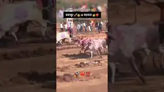 घरचा साज बकासुर आणि महाराज 🚀💯 #viral #cow #bullfarm #shortvideos #video #bull #youtube #new #shorts