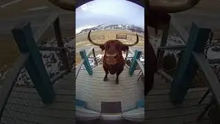 a aggressive Bull 🐂 try to breakthrough in a house #viral #dangerous #bull