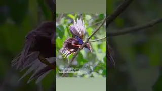 Birding in #Halmahera #bidadarihalmahera