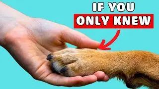25 Things Your Dog Wishes You Knew