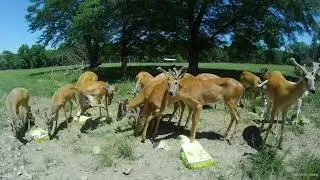 Oak Creek Bone Cam 2 Year Old Edition (Ep. 3, 6-22-2022)