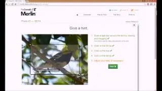 Merlin Bird Photo ID
