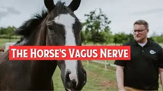 The Horse's Vagus Nerve