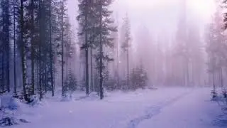 Sounds of the winter forest