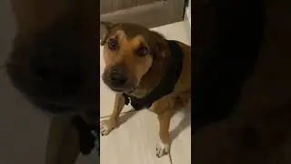 Cachorro Latindo