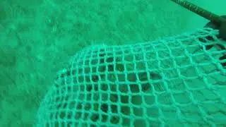 Buzos de sonora