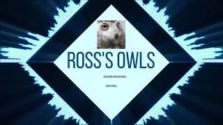 feed time for the snowy owls CCTV