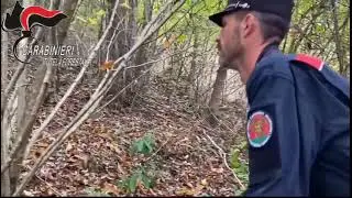 Operazione Pettirosso - Video CC forestali bracconaggio