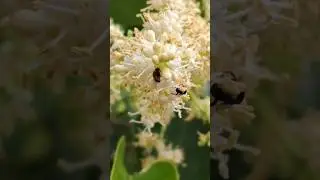 &nbsp;Ligustro-Japon&ecirc;s ( Ligustrum japonicum ), tamb&eacute;m conhecido como alfeneiro japon&ecirc;s.&nbsp;#flores