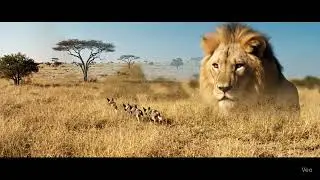 This Lion is Hunting Newborn Wild Dogs (You Won't Believe What Happens) #YouTubeShorts #ViralVideos