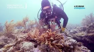 Verdant Isle outlines coral relocation plan