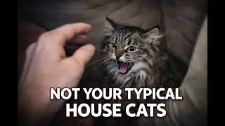 Not Your Typical House Cats! Barn Kittens have arrived with attitude!