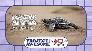 Seacology | Project for Awesome 2025