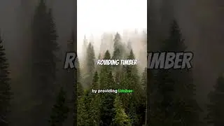 Explore the Wonders of Forests! 🌲 | Part 3 #shorts #forest