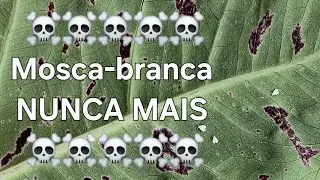 MOSCA BRANCA NUNCA MAIS COMO ELIMINAR MOSCA BRANCA WhatsApp #sabordesolsaberdeplantas 32998563551