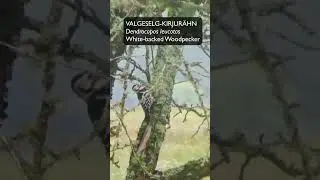 Valgeselg-kirjur&auml;hn (Dendrocopos leucotos; White-backed Woodpecker) - Eesti elurikkus