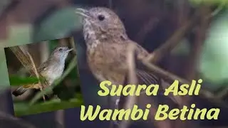 Suara Asli Wambi Mini Betina untuk Pancing Jantan Malas/Macet bunyi