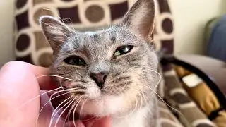 WILL MEOW FOR CHIN SCRITCHES