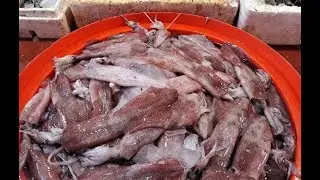 Biggest CRAB, SQUID, OCTOPUS, TUNA, SEA FISH Market | সামুদ্রিক মাছের বিশাল বাজার গুলশান ১ কাচাবাজার