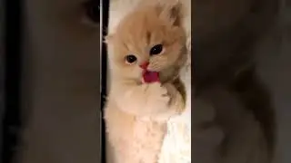 Tiny Kitty Cleaning Her Paws😻👅 #cute #cat #meow #kitten