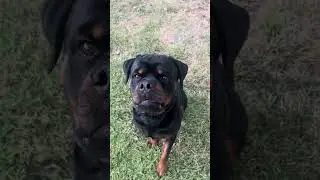 Fetch and obedience with my Rottweiler