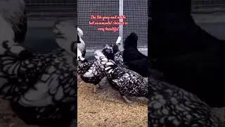The tile gray and white hat ornamental chicken is very beautiful!#shorts #trending #viral