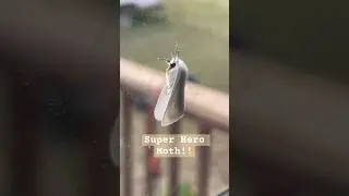 Super Hero Moth Lands On Window!!#moths #whitemoth #bugs #insects #giantbug #superpowers #bugsafari