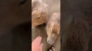 Feeding a Capybara&hellip; and It Let Me Pet It 🥹🌿