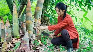 Harvesting Fruits & Vegetables from the Forest 🌿🍓 | Cooking Delicious Natural Meals
