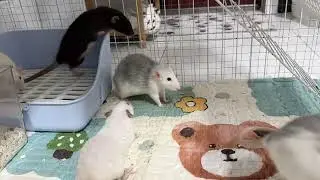 See fancy rats how to STOP a fight...#rat #adorably #adorable #pets #cute #funny