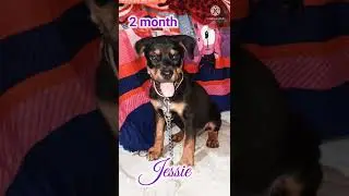 rottweiler puppy /growth level photos/ ❤️ like and subscribe